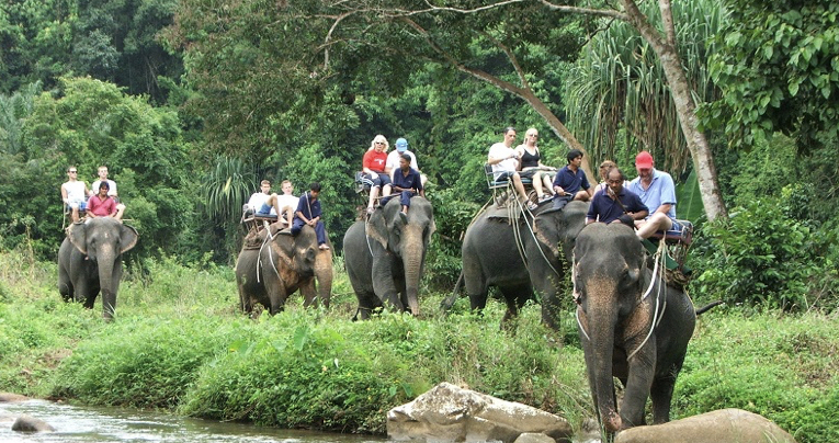 Jungle Safari Tours