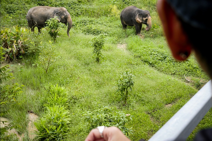 Phuket Elephant Sancturary Halfday Tour (Morning & Afternoon)