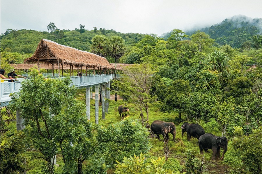 Phuket Elephant Sanctuary CANOPY WALKWAY PROGRAM